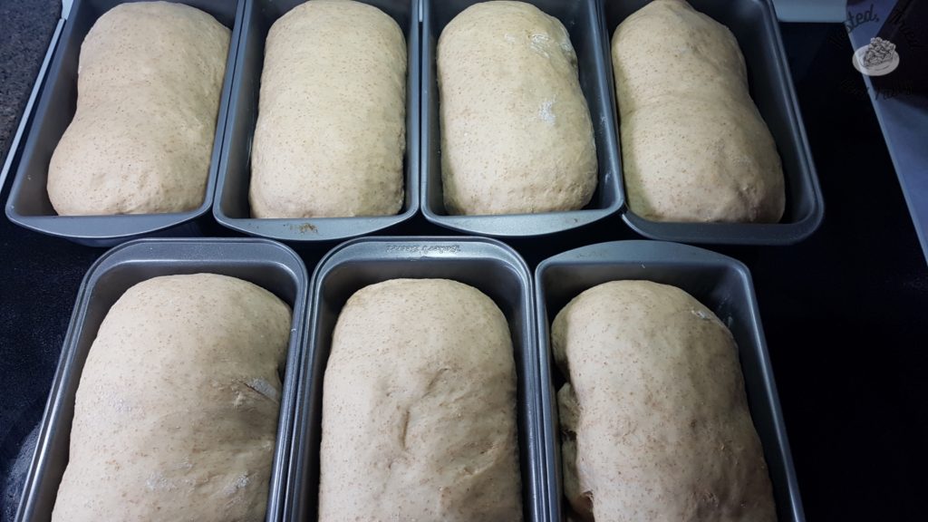 Almost whole wheat bread in pans ready to bake.
