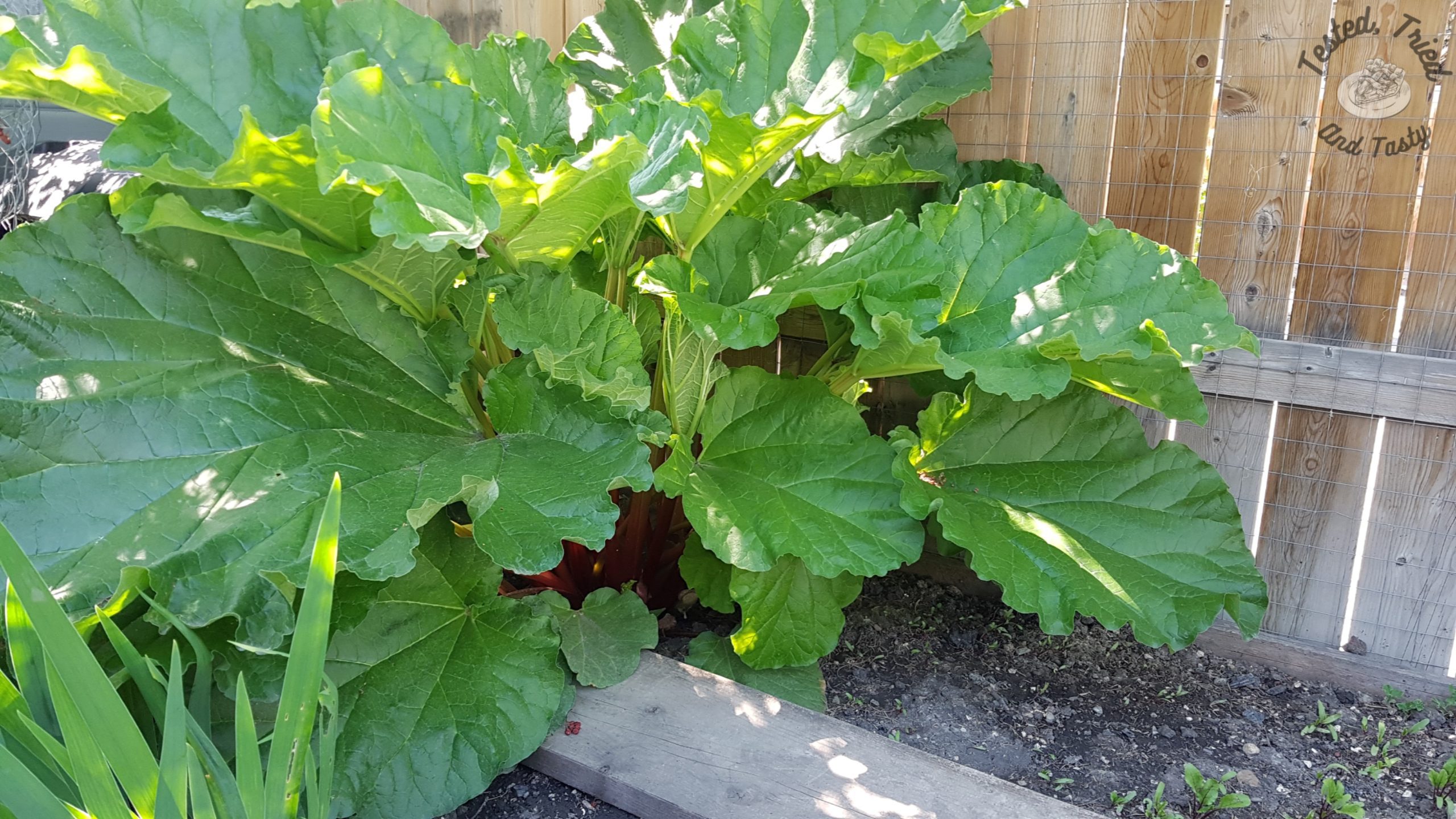 Rhubarb plant thriving.