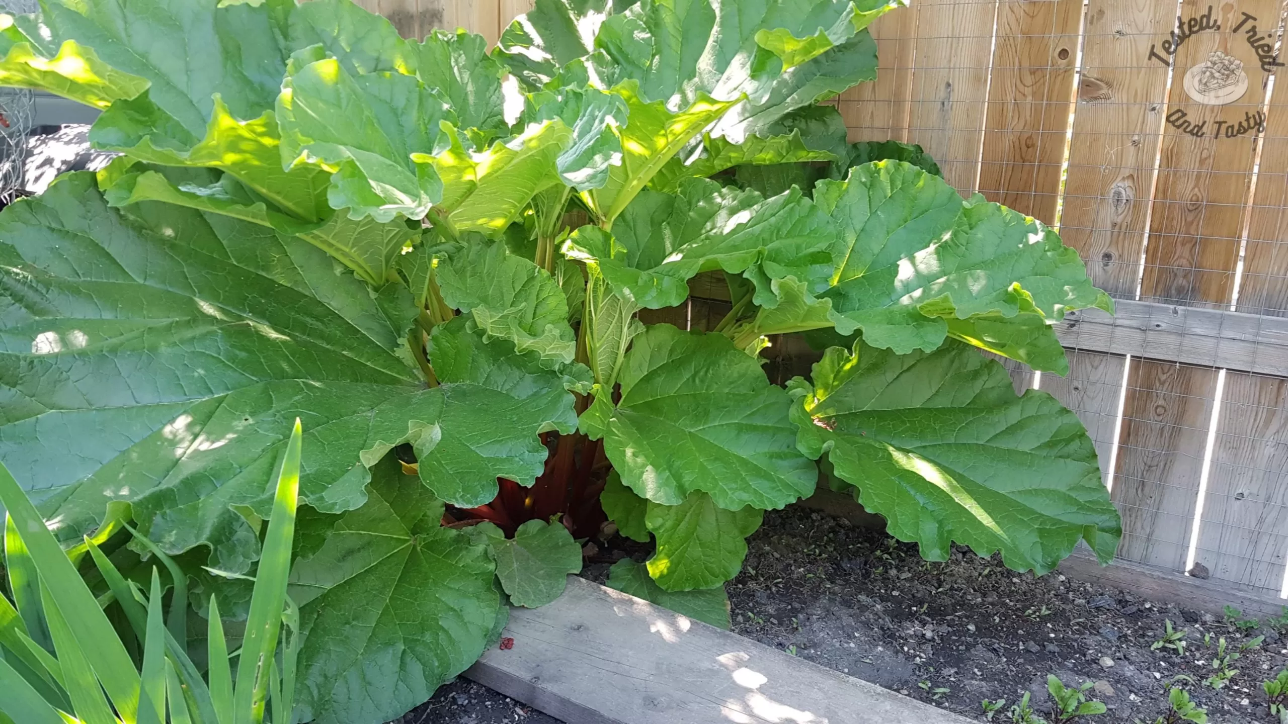 Rhubarb plant thriving.